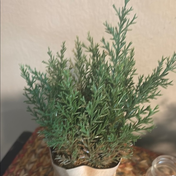 Green Faux Plant in Tan Paper Wrap - Picture 8 of 10